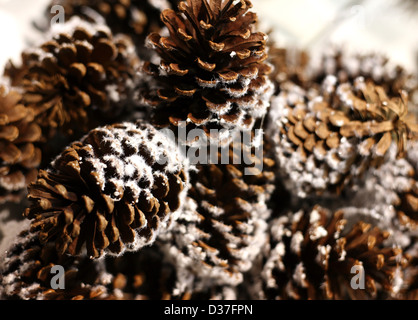 Cônes de pin dans la neige sur un arbre de sapin Banque D'Images