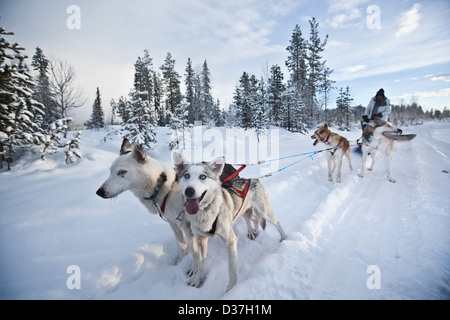 En tirant le long de la neige Traîneau huskies, Laponie Banque D'Images