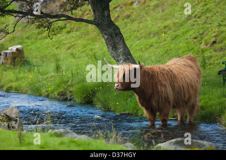 Le portrait d'une vache Highland cattle ou ou Kyloe debout dans une rivière sous un arbre dans les Highlands écossais Banque D'Images