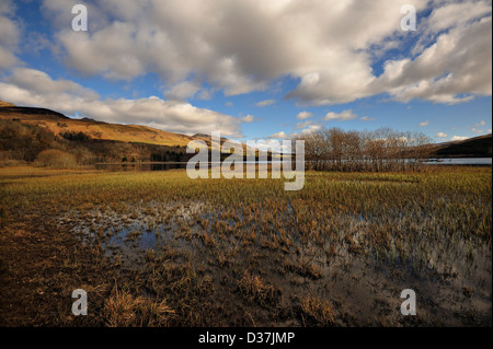 Les zones humides le long de la rive ouest du Loch Tay, Perthshire, Écosse Banque D'Images