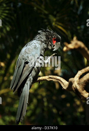 Black parrot dans un zoo de Bali. L'Indonésie Banque D'Images