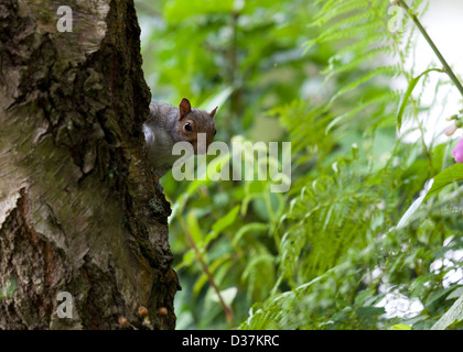 L'Écureuil gris (Sciurus carolinensis) Peeping autour de l'arbre Banque D'Images