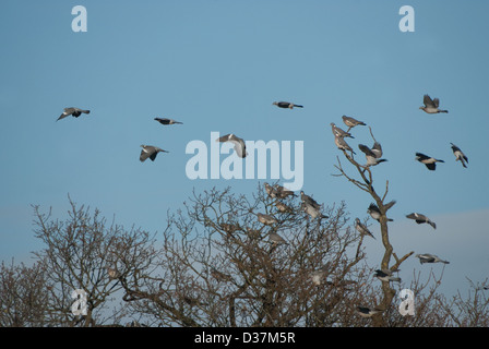 Woodpigeons atterrissage dans les arbres de chêne en hiver Banque D'Images