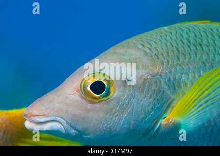 Close up de poissons nager sous l'eau Banque D'Images