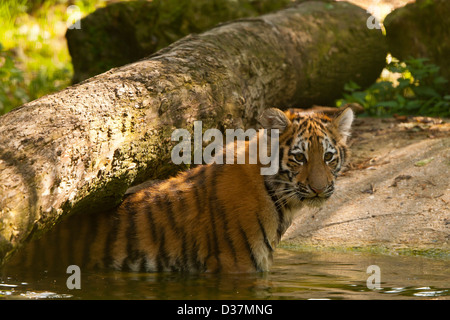 Siberian/Tiger Cub (Panthera tigris altaica) dans de l'eau Banque D'Images