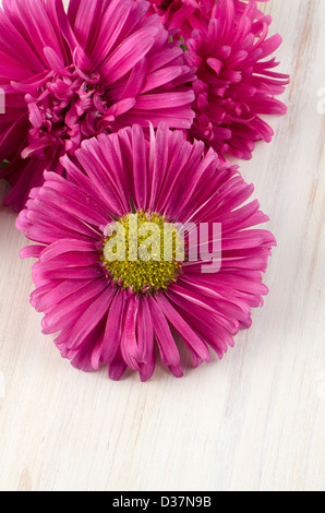 Fleurs daisy rose sur fond de bois peint en blanc. Banque D'Images