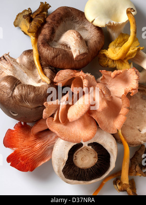 Les champignons Shitaki huître rose chanterelle domaine pied jaune Banque D'Images