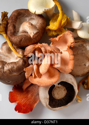 Sélection de champignons Shitaki huître rose chanterelle domaine pied jaune Banque D'Images