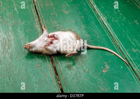 Rat mort avec plaie sanglante et dents jaunes se trouvent sur les régions rurales un plancher en bois. Banque D'Images