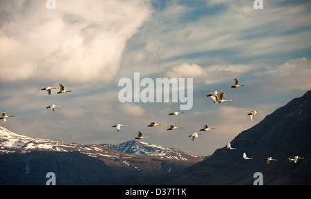 Birds flying over rural landscape Banque D'Images