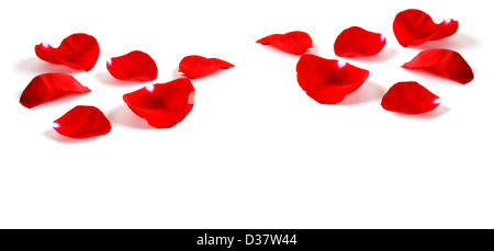 Plusieurs pétales de rose rouge isolé sur fond blanc Banque D'Images
