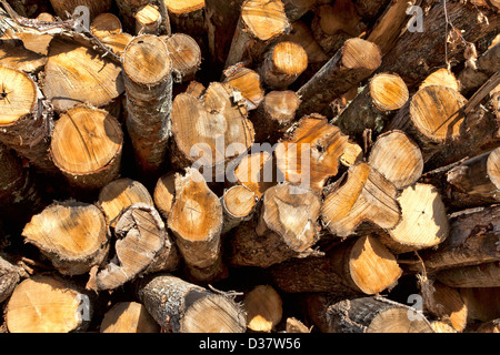 Une vue étroite de l'extrémités d'une pile de grumes pour bois de chauffage. Banque D'Images