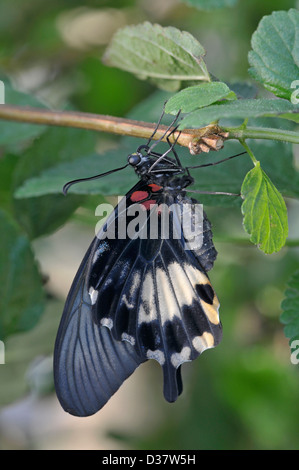 Papillon asiatique : Papilio lowi. Butterfly House, Surrey, Angleterre Banque D'Images