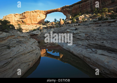 Owachomo Bridge reflète dans l'étang, Natural Bridges National Monument, Utah USA Banque D'Images