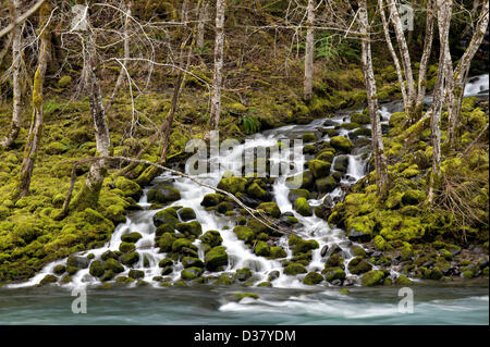 12 février 2013 - Idleyld Park, Oregon, États-Unis - un petit ruisseau s'écoule de l'Umpqua National Forest dans le pittoresque North Umpqua River près de Idleyld Park. L'Umpqua River est l'un des principaux systèmes de drainage de la côte de l'Oregon et s'écoule de la chaîne des Cascades à l'est à l'océan Pacifique à l'ouest. (Crédit Image : © Loznak ZUMAPRESS.com)/Robin Banque D'Images