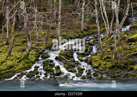 12 février 2013 - Idleyld Park, Oregon, États-Unis - un petit ruisseau s'écoule de l'Umpqua National Forest dans le pittoresque North Umpqua River près de Idleyld Park. L'Umpqua River est l'un des principaux systèmes de drainage de la côte de l'Oregon et s'écoule de la chaîne des Cascades à l'est à l'océan Pacifique à l'ouest. (Crédit Image : © Loznak ZUMAPRESS.com)/Robin Banque D'Images