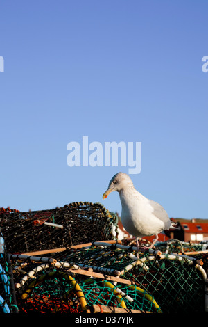 Seagull on lobsterpots, Whitby, North Yorks Banque D'Images