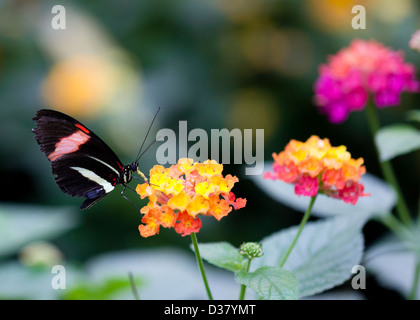 Le Postman Butterfly (Heliconius melpomene) en sirotant un nectar de fleur Banque D'Images