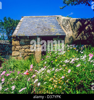Daisy fleurs et maison à l'abandon de l'île Bréhat 'Bretagne France Banque D'Images