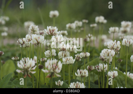 Gros plan de fleurs de trèfle blanc sauvage Banque D'Images