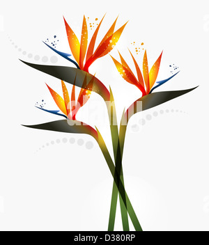 Bird of Paradise flower isolated over white background. La version de fichier EPS10. Cette illustration contient des transparents et est disposé en couches pour une manipulation facile et coloris Banque D'Images