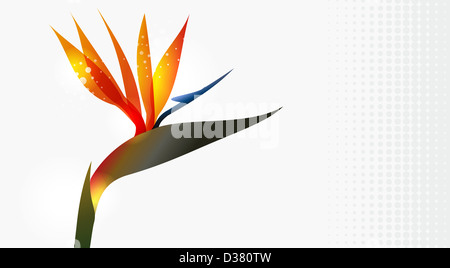 Bird of Paradise flower closeup isolé sur fond blanc. La version de fichier EPS10. Cette illustration contient des transparents et est disposé en couches pour une manipulation facile et coloris Banque D'Images