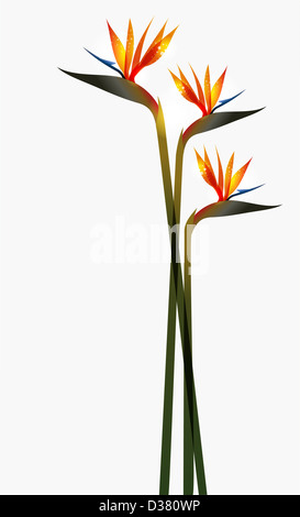 Bird of Paradise flower isolated transparent sur fond blanc. La version de fichier EPS10. Cette illustration contient des transparents et est disposé en couches pour une manipulation facile et coloris Banque D'Images