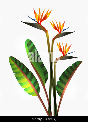 Bird of Paradise flower isolated over white background. La version de fichier EPS10. Cette illustration contient des transparents et est disposé en couches pour une manipulation facile et coloris Banque D'Images
