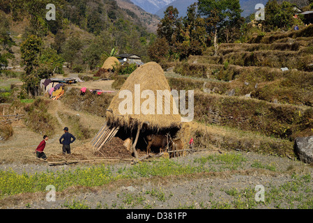 Fermette en la région du Népal Annapurna Banque D'Images