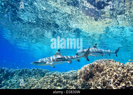 Deux Blacktip requins de récifs, Carcharhinus melantopterus, natation plus de coraux peu profonds sur le bord du récif à la surface ci-dessus. Banque D'Images