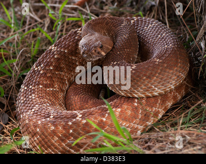 USA, serpent à sonnettes lovés dans l'herbe Banque D'Images