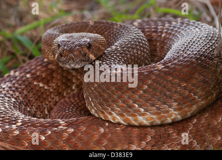 USA, serpent à sonnettes lovés dans l'herbe Banque D'Images