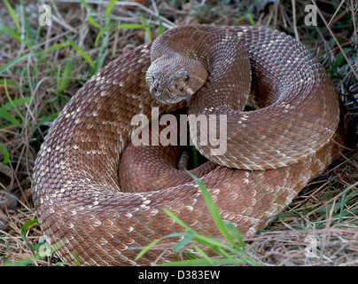 USA, serpent à sonnettes lovés dans l'herbe Banque D'Images