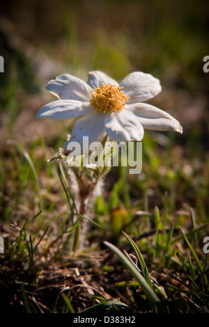 Alpine White anemone ( Pulsatilla alpina ), Parc National du Gran Paradiso, Graian Alps, Italie Banque D'Images