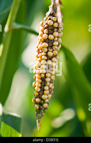 Le maïs, le maïs (Zea mays) Banque D'Images