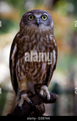 Barking owl, Territoire Wildlife Park, Berry Springs, Territoire du Nord, Australie Banque D'Images