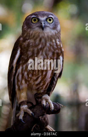Barking owl, Territoire Wildlife Park, Berry Springs, Territoire du Nord, Australie Banque D'Images