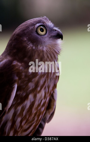 Barking owl, Territoire Wildlife Park, Berry Springs, Territoire du Nord, Australie Banque D'Images