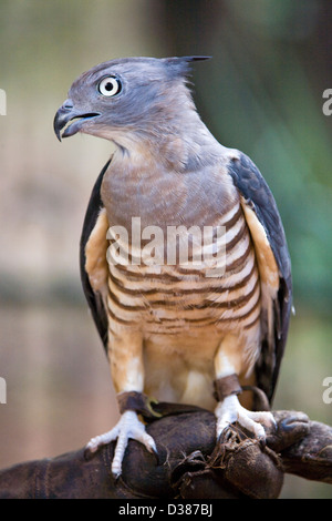 Baza pacifique ou crested hawk, Territoire Wildlife Park près de Darwin, Territoire du Nord, Australie Banque D'Images