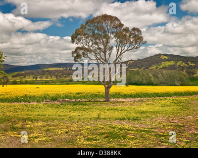 Gum Tree avant un champ de colza en fleurs, près de Goulburn, NSW, Australie Banque D'Images