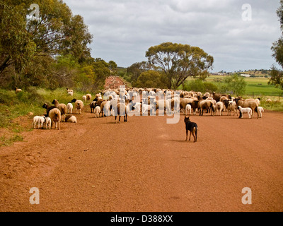 Les moutons sont parqués le long chemin de terre, près de l'ouest de l'Australie, Mullewa Banque D'Images