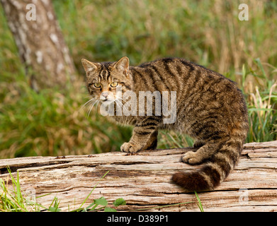 Un chat sauvage écossais à la British Wildlife Centre à Surrey, Angleterre Banque D'Images