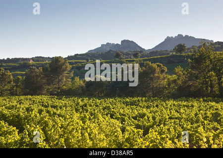 Vignobles près de Suzette en Provence, France. Banque D'Images