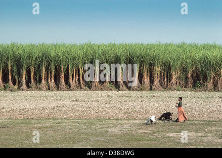 Une jeune fille qui déchoit les chèvres paître de sa famille devant un champ de canne à sucre élevée près du temps de récolte. Shiapur, Bangladesh Banque D'Images