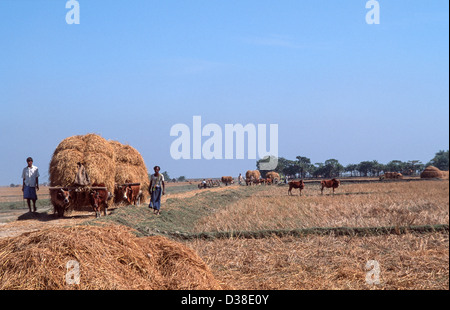 Les lahborers agricoles apportent le foin de riz récolté par charrette à boulonner, île Sandwip, baie du Bengale, Bangladesh Banque D'Images