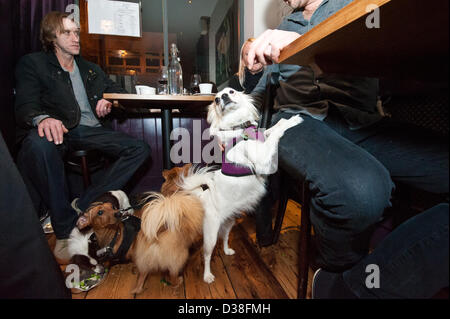 Chats mignons profiter mon Doggy Dîner Saint-valentin pour les chiens et les amis alors que la collecte de fonds pour les chiens Trust à l'abri de charbon, le Restaurant Brighton. 12 FÉVRIER 2013 photo©Julia Claxton Banque D'Images