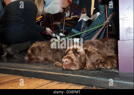 Une paire de Sussex spaniels bénéficiant d'une sieste post-prandiale à mon Doggy Dîner Saint-valentin pour les chiens et les amis alors que la collecte de fonds pour les chiens Trust à l'abri de charbon, le Restaurant Brighton. 12 FÉVRIER 2013 photo©Julia Claxton Banque D'Images