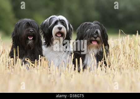 Chien Terrier tibétain / Tsang Apso trois adultes différentes couleurs assis dans un champ Banque D'Images