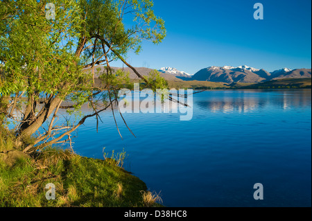 Arbre par Lakeside rural Banque D'Images