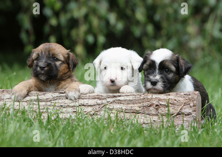 Chien Terrier tibétain / Tsang Apso trois chiots différentes couleurs allongé sur un bois Banque D'Images